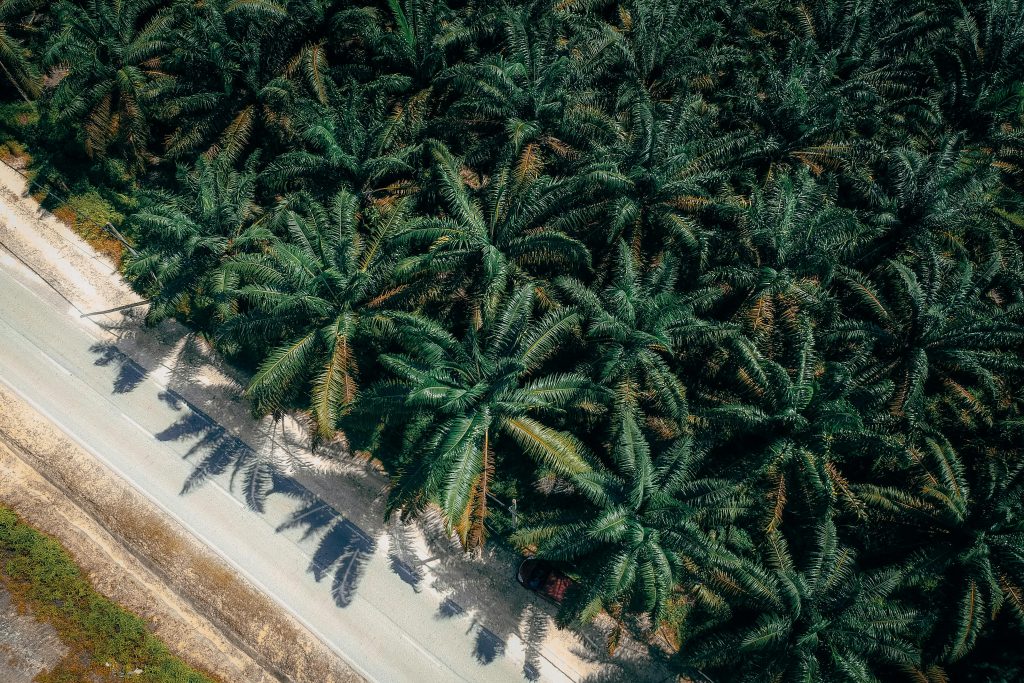 FCPO 101: How to Trade Crude Palm Oil Futures on Bursa Malaysia - Phillip Capital